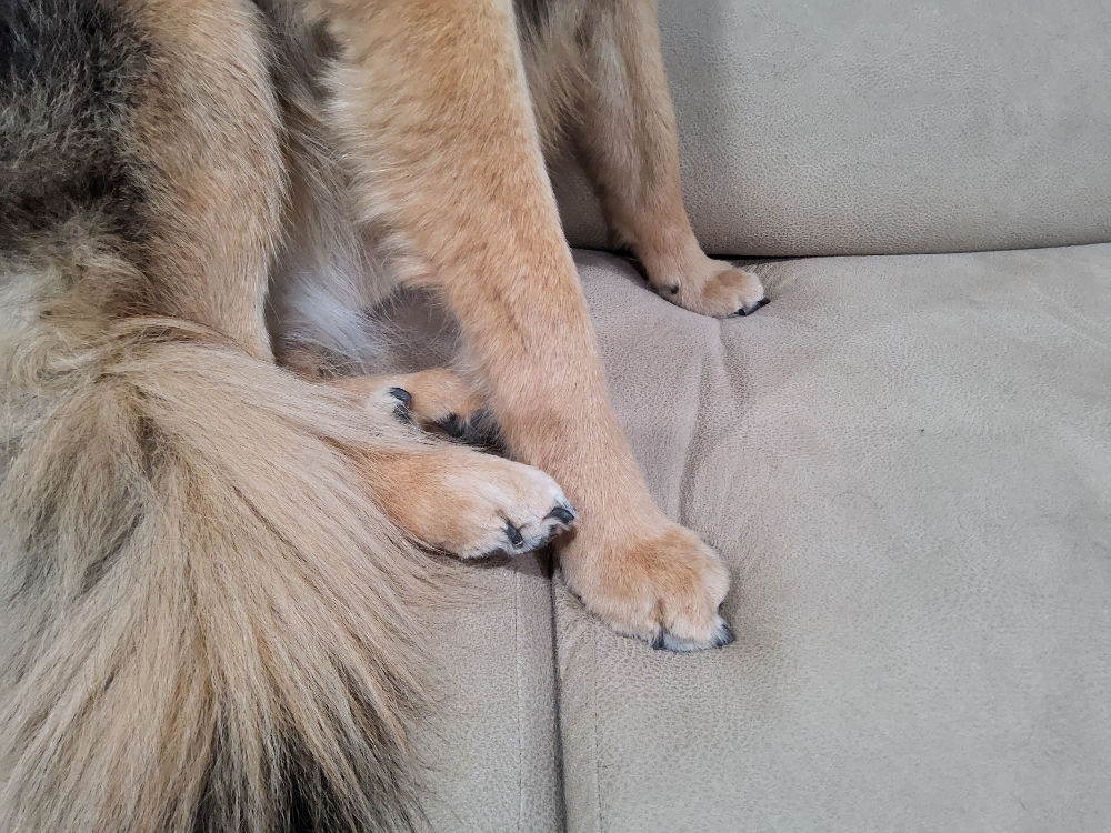 Basic Nail Trim