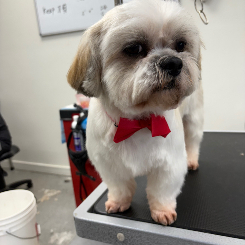 Premium LA County at AN Mobile Dog Grooming