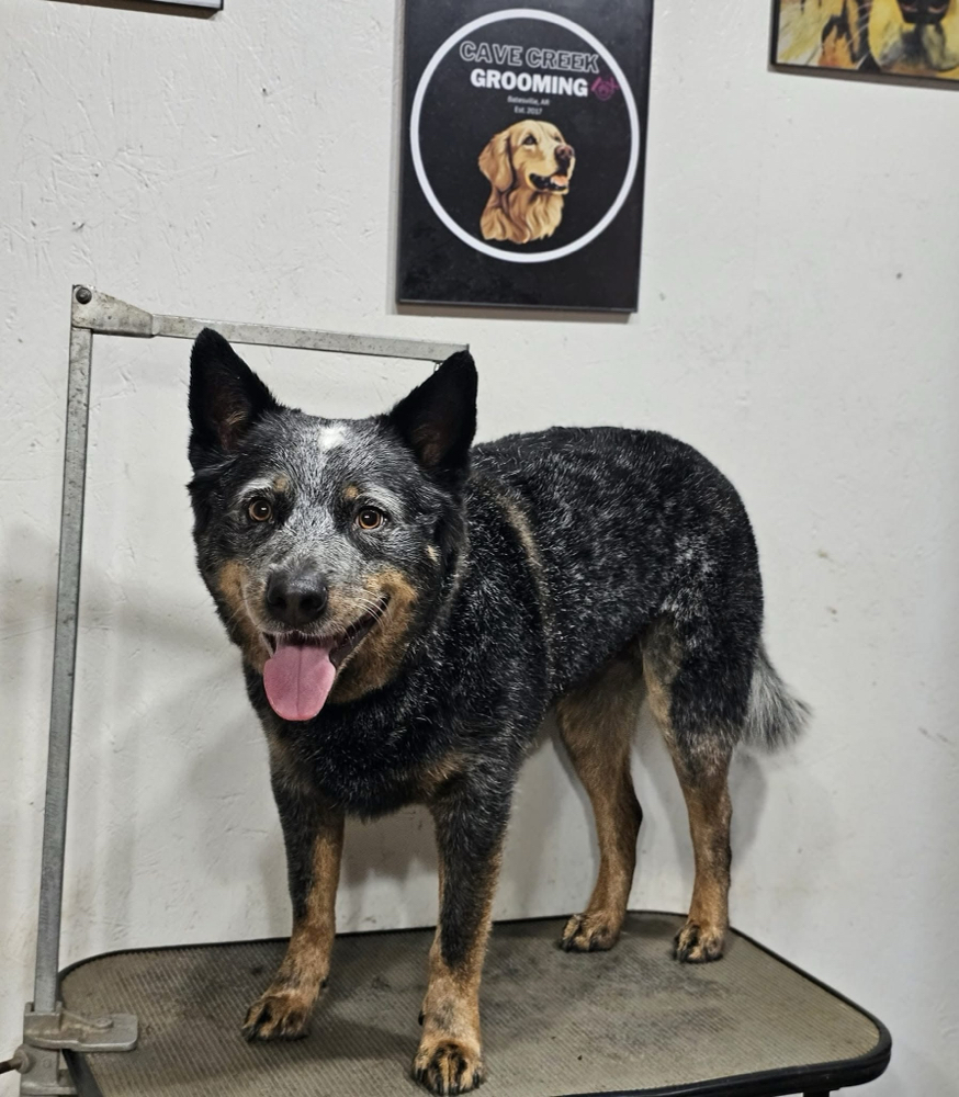 Flea & Tick