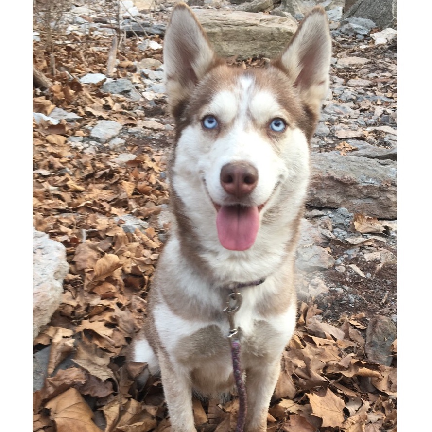 Military/ First ResponderWomens Cut