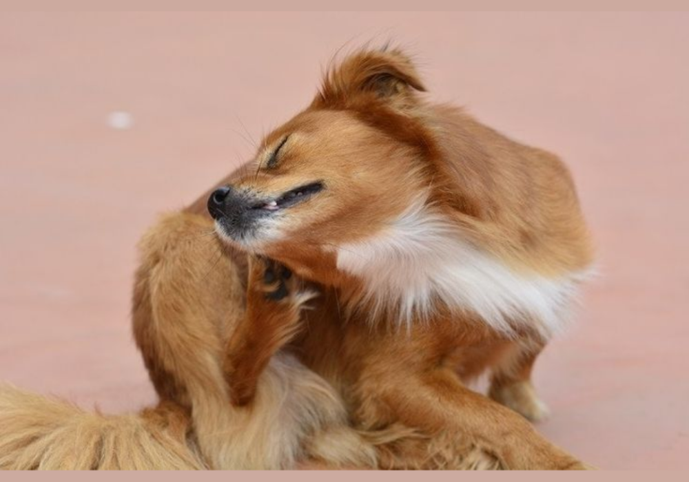 Dog Flea Bath Treatment