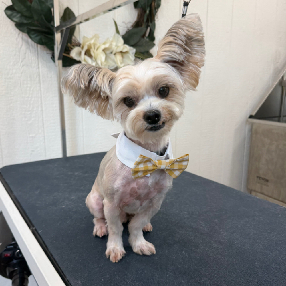 Sanitary Deluxe at Wagnolia Grooming Studio in Weslaco, TX