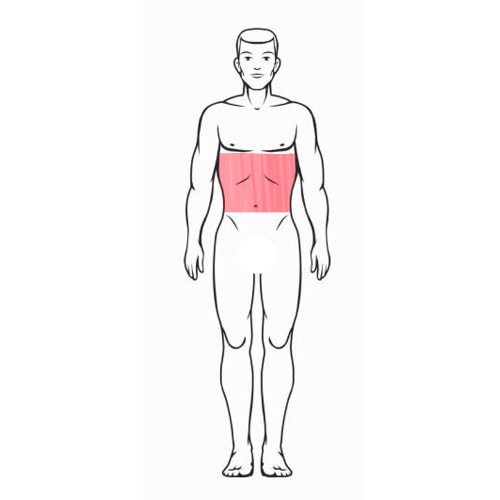 Stomach
