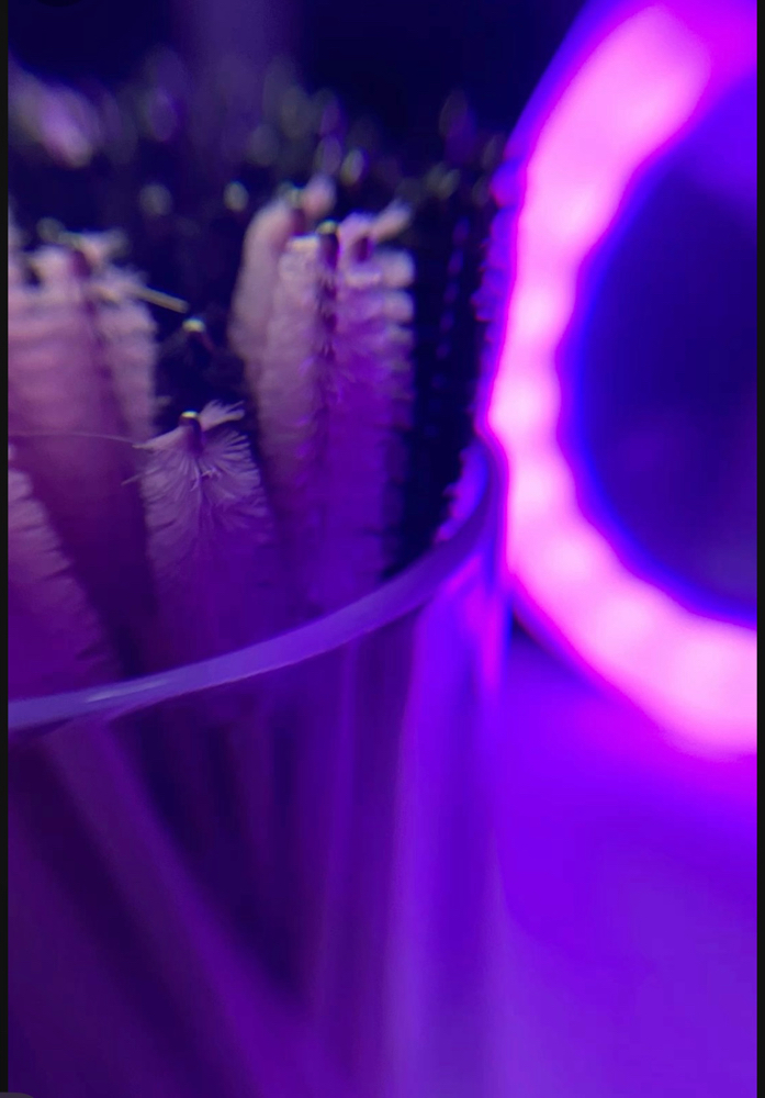 1 Week Fills