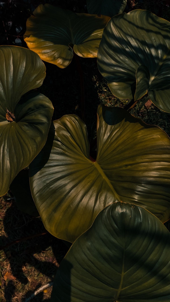 LEGS (FULL) at SLICKED in Lufkin, TX