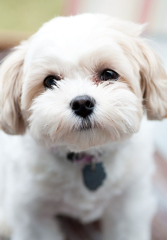 Shichon - Bath & Fluff