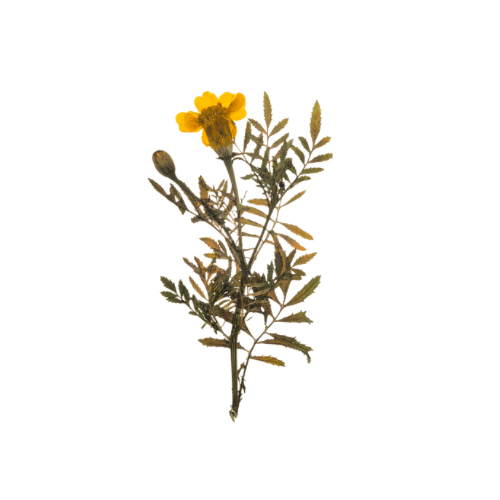 Back Wax at Saddle Up Waxing in Burley, ID