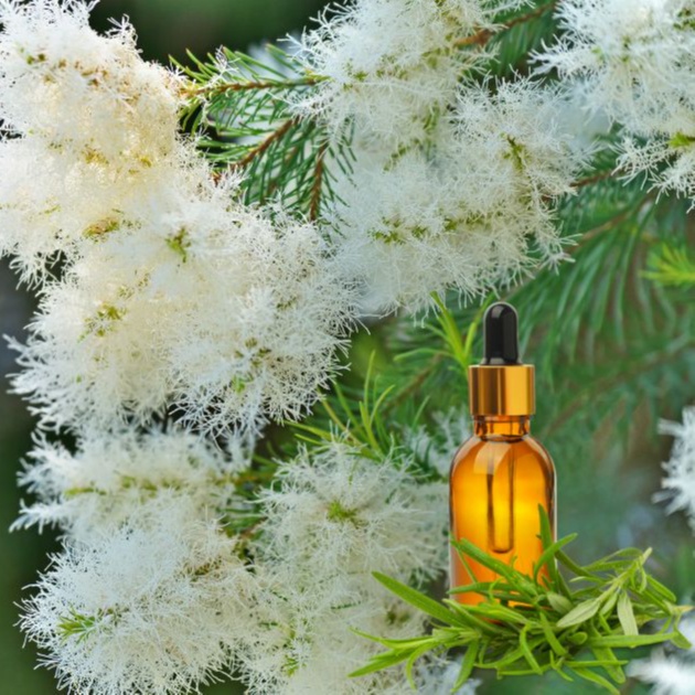 Time For Tea Tree! (+30 Minutes) at Zen Dragonfly Massage Therapy LLC (Center Valley, PA) in Center Valley, PA