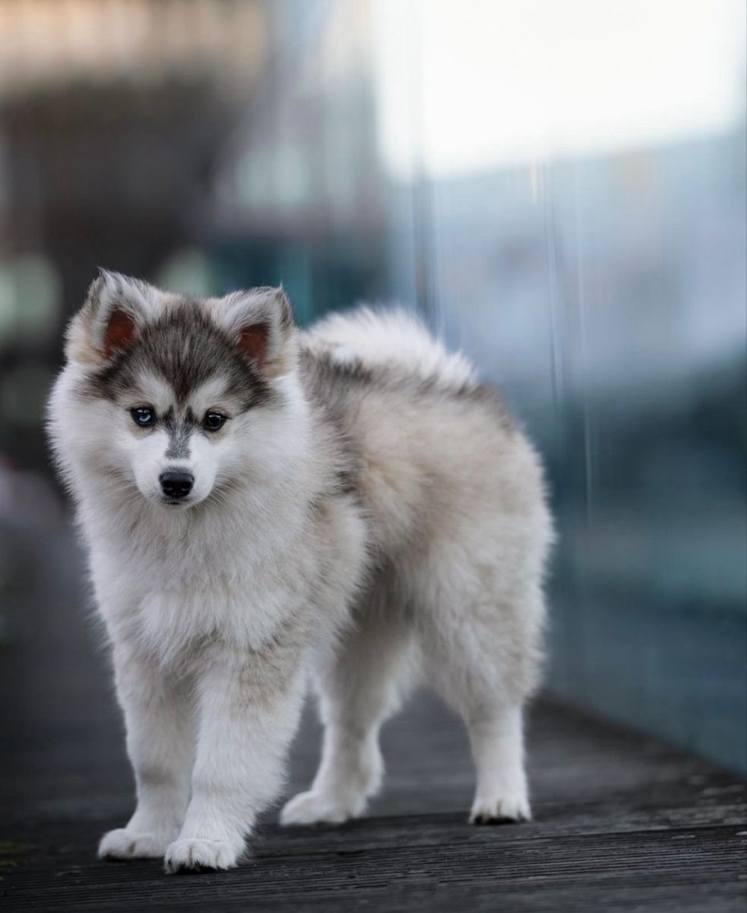 Pomsky - Haircut