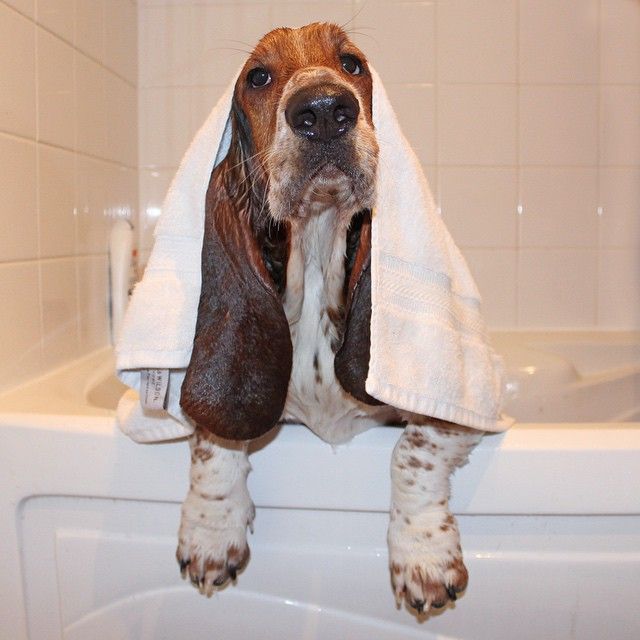 Medium Bath Dog