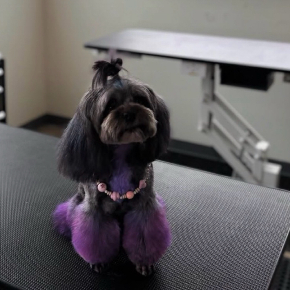 FUR-TASTIC! Hair Dye at Pupz By Dro - Private Dog Grooming in Houston, TX