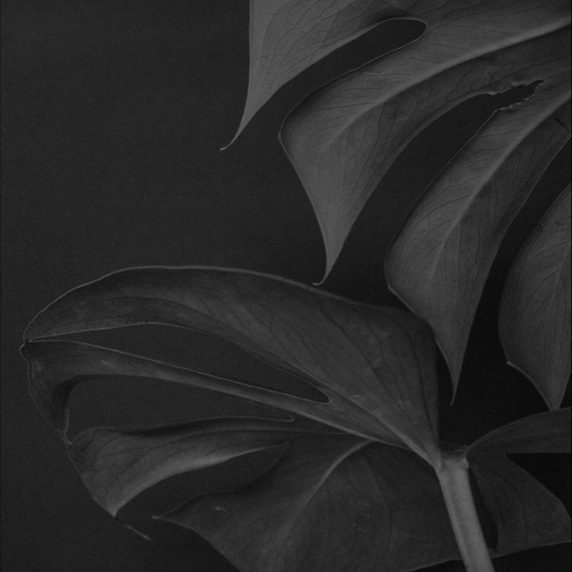 Lash Lift at Raymarie Esthetics in Depew, NY