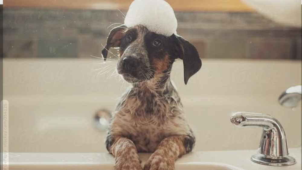 Small Bath (Short Hair)