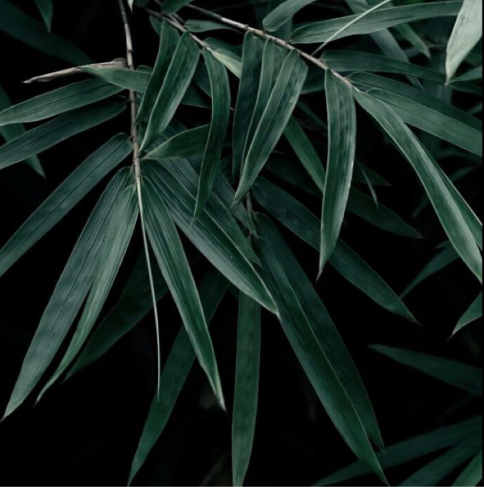 Hemp Therapy Shellac Pedicure at The Natural Nail Spot in Aurora, CO