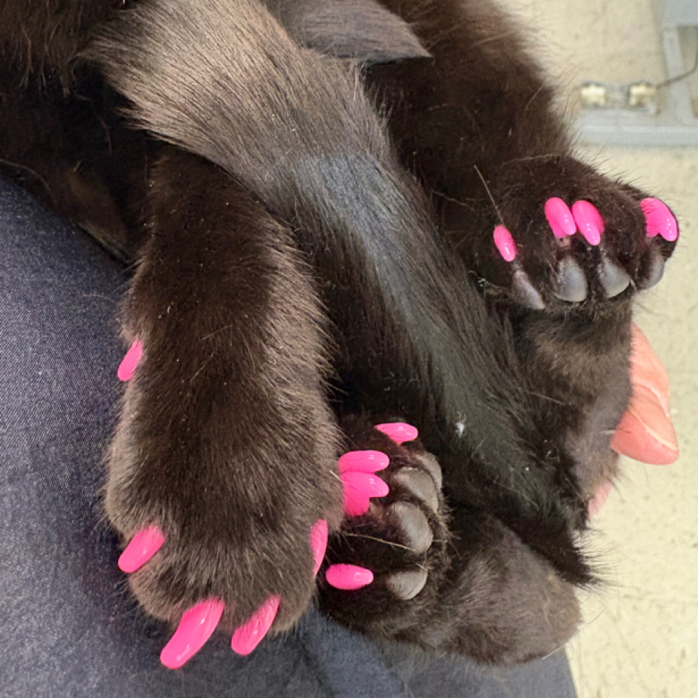 Cat Nail Caps (Add On) at Scooby Do’s Pet Grooming in Tempe, AZ