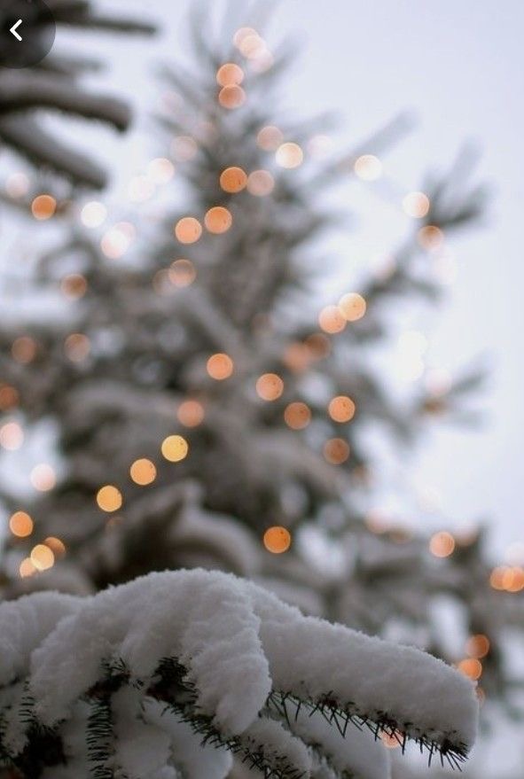 Winter Bliss Trio