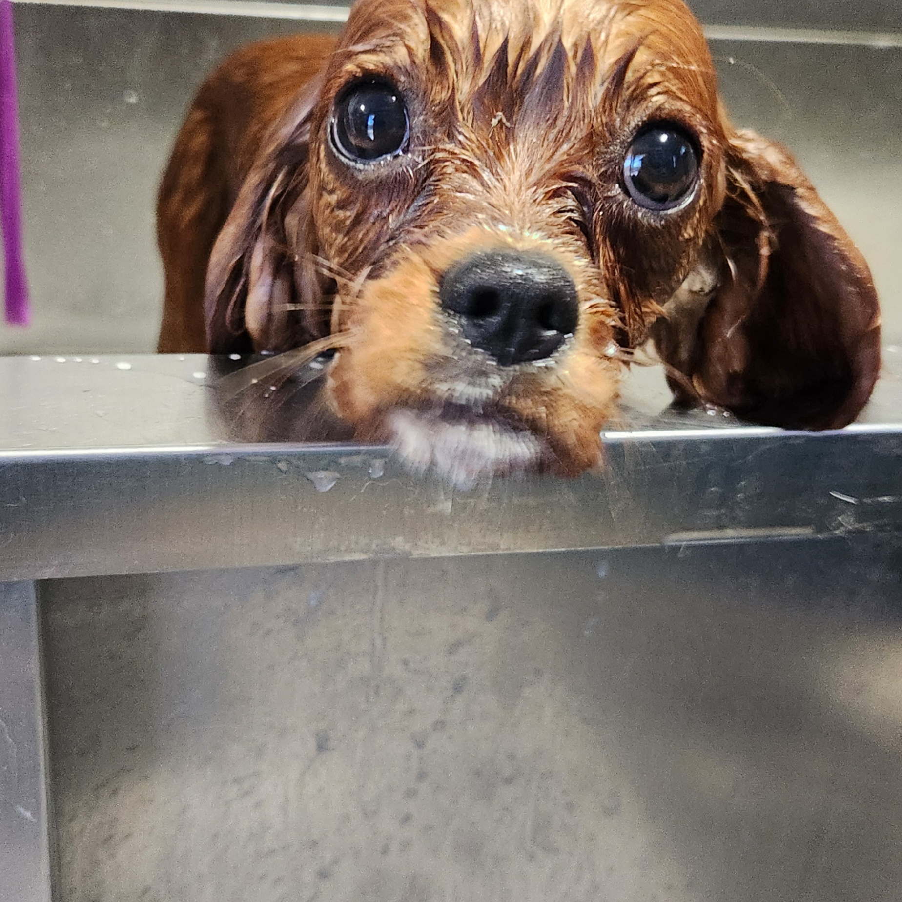 Bath (2dogs) at Tabs Grab & Groom in Alamosa, CO