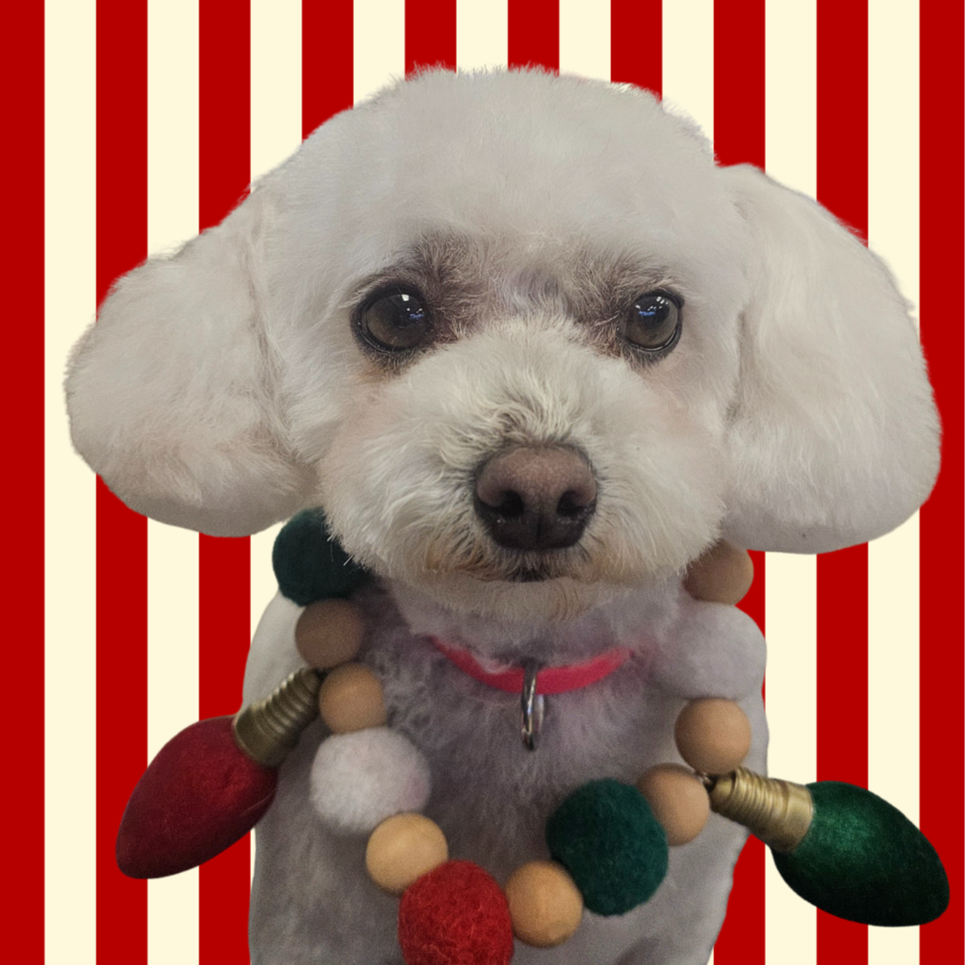 Grooming Small at The Barkside Groomery in Georgetown, KY