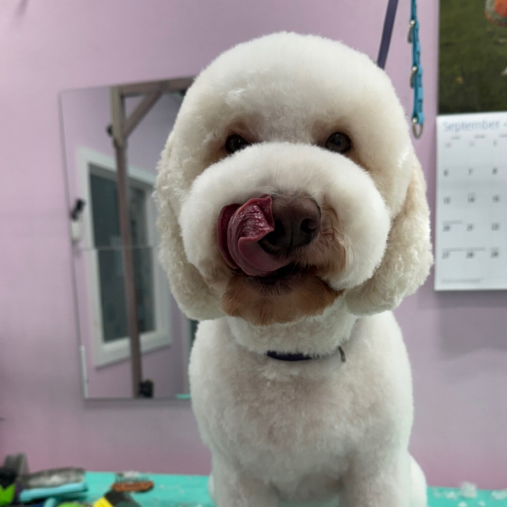 Medium/large Doggy Bath at Dog grooming by loreena and spa in Charlotte, NC