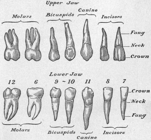 Tooth Gems