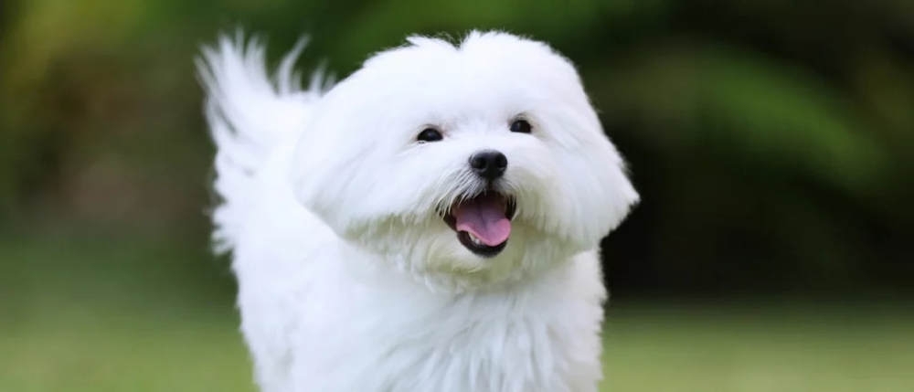 Maltese Mini Groom