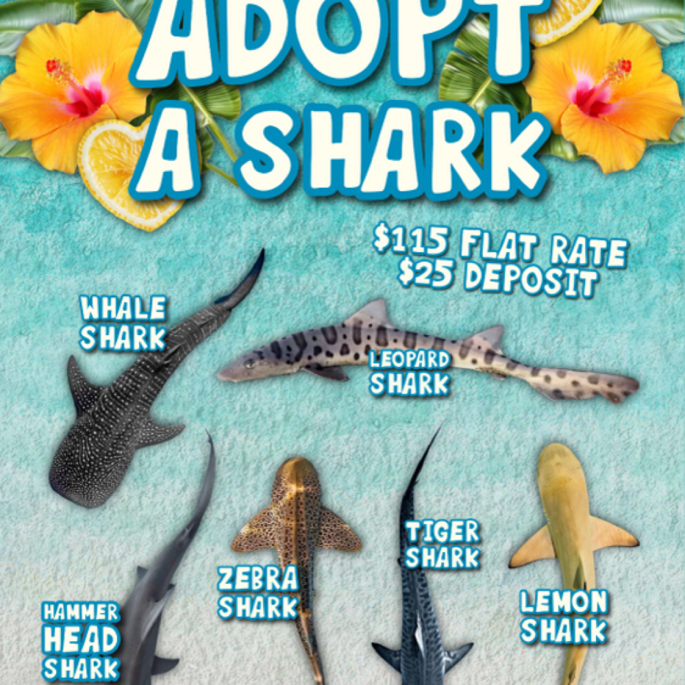 Shark Week Adoption at Fern Studio in Sanford, FL