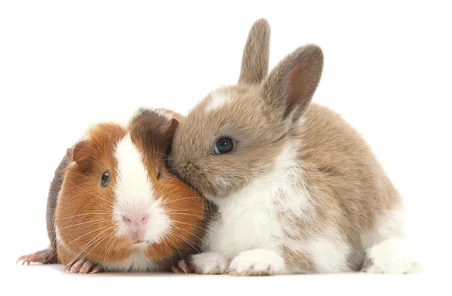 Bunny/Guniea Pig Nail Trim