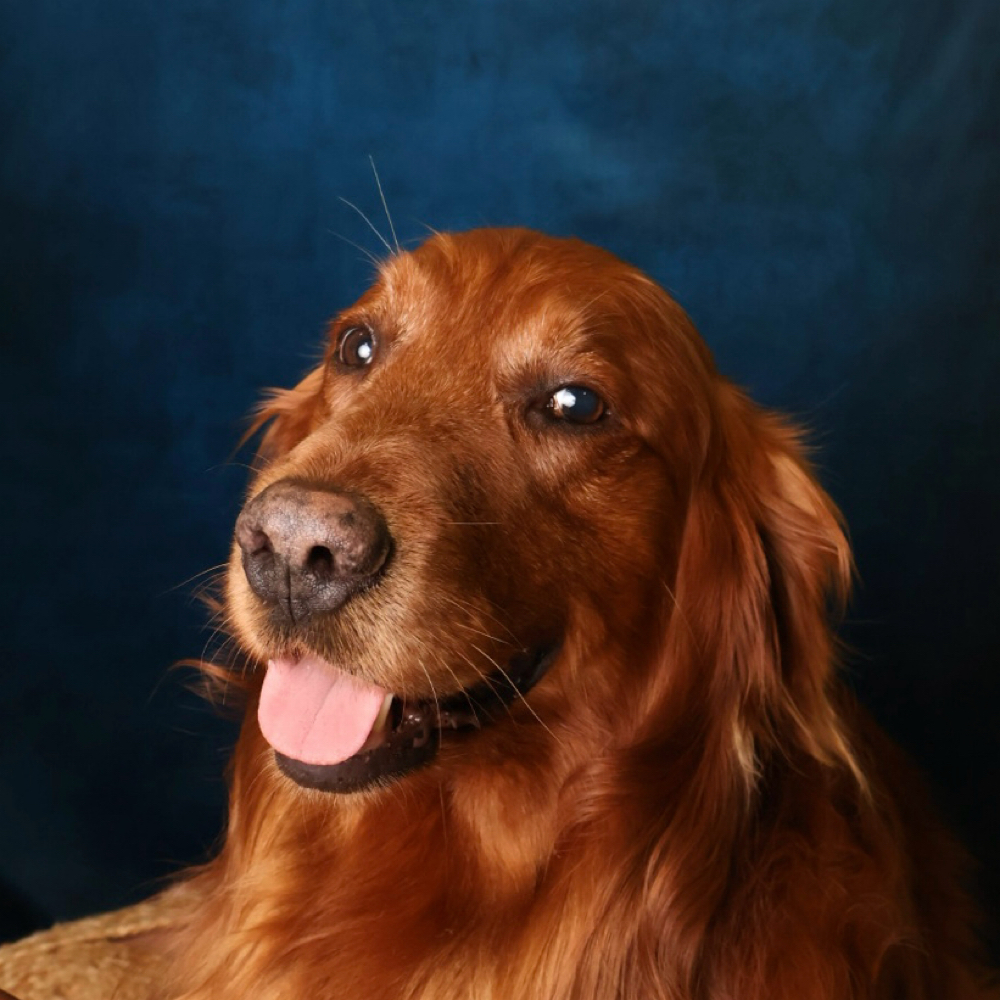 Pet Portraits-3 Pose Print Pkg at Creative Haven Photographers in Hacienda Hts, CA