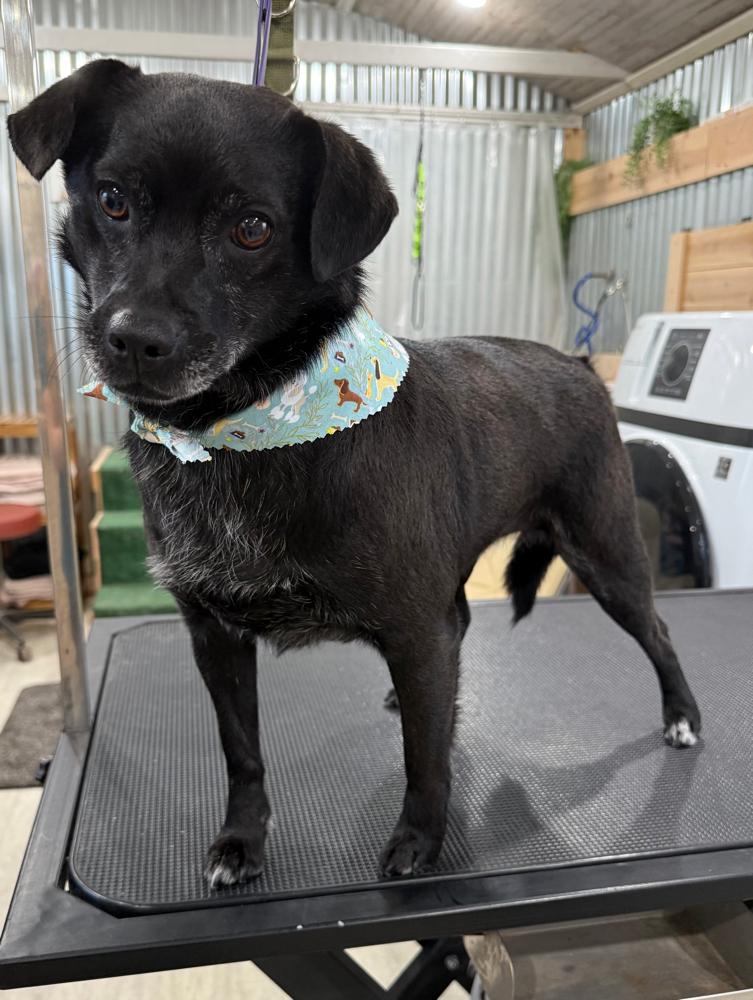 Medium Pup Bath & Blowdry