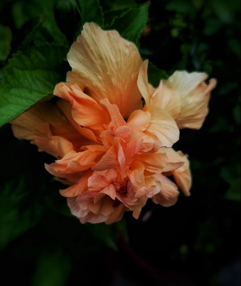 Organic Hibiscus Peel