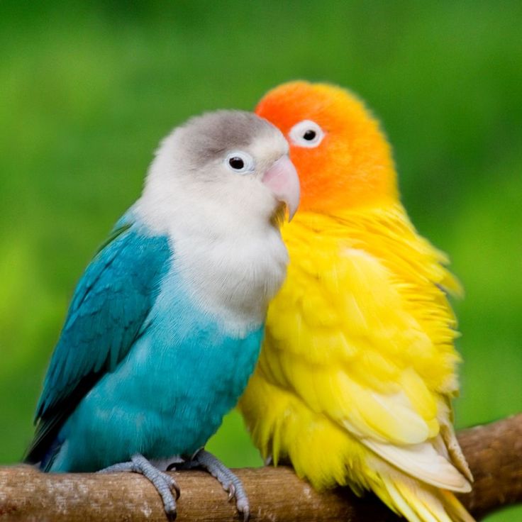 Bird/Rodent/Exotic Nail Trims at Tidy Toes Pet Care LLC in Dianavc, DC