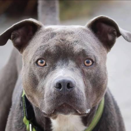 American Pitbull BBN at The Groom Room in Hope Mills, NC