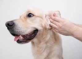 Ear Flush/Cleaning