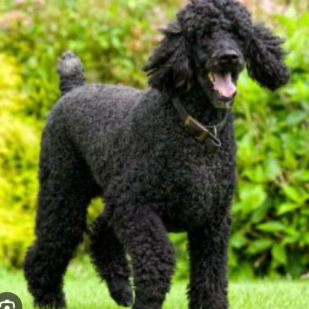 Poodle/Doodle Groom Medium 26-45lbs