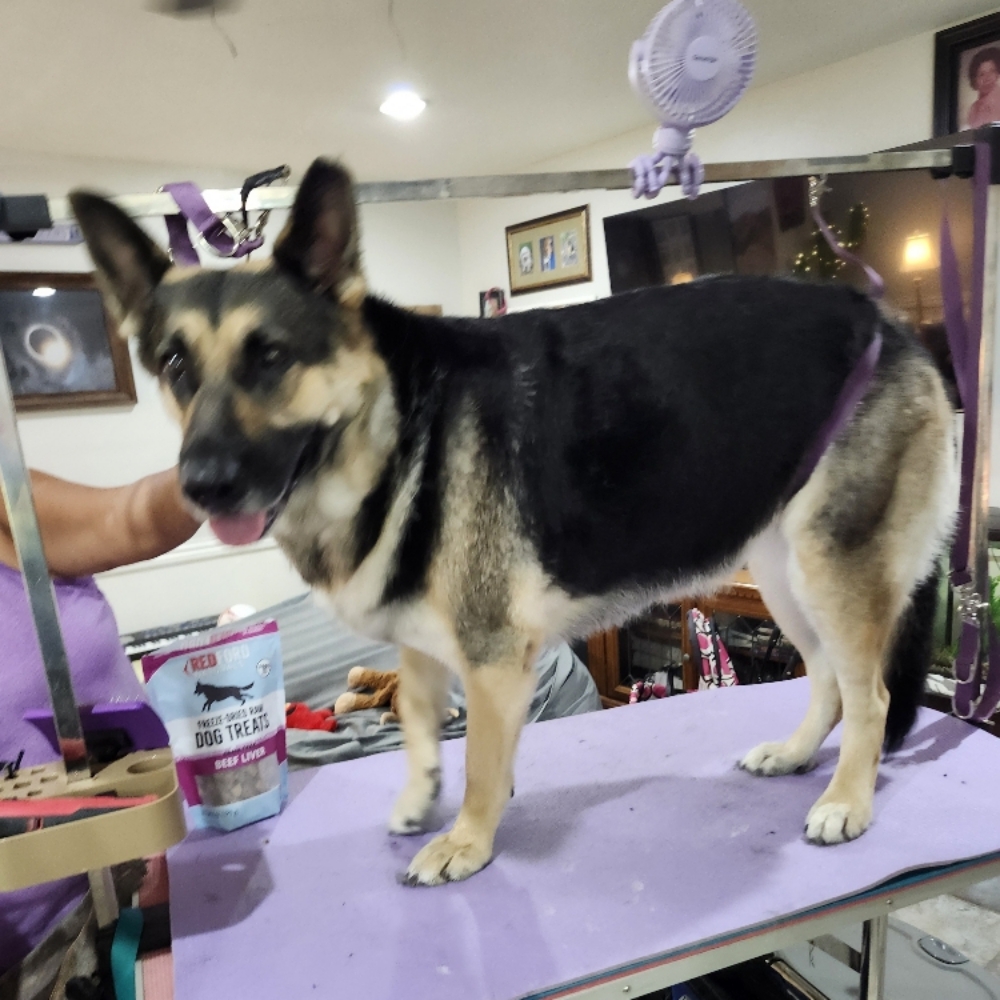 Large Dog - Long, Straight Hair at Tail Waggers Grooming LLC in Fort Worth, TX