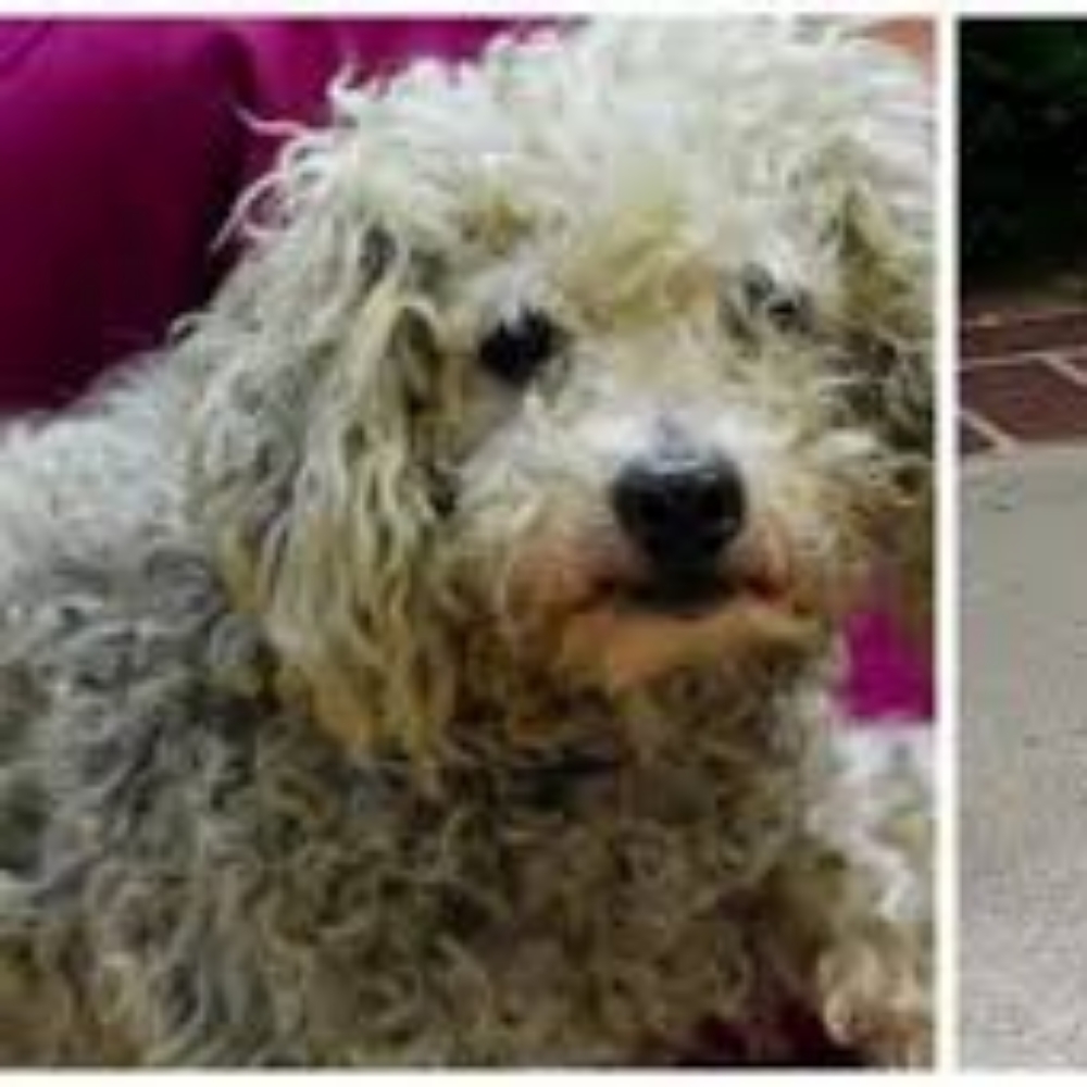 Matted Fee at Glamour Grooming And Boarding in Memphis, TN