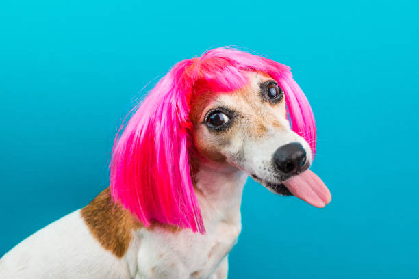 Creative/Vivid Color