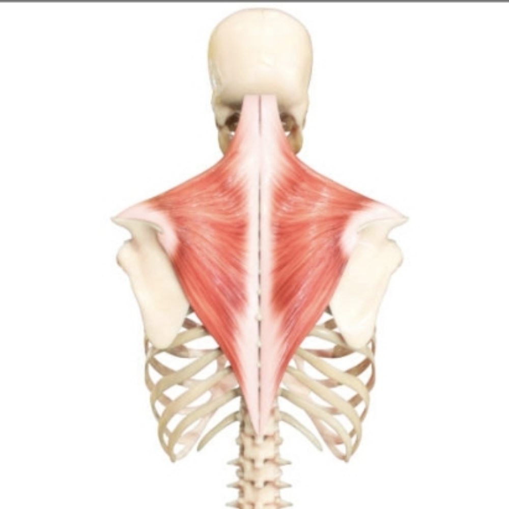 WTF- OH MY TRAPEZIUS! at What in the Fascia ? in Dana Point, CA