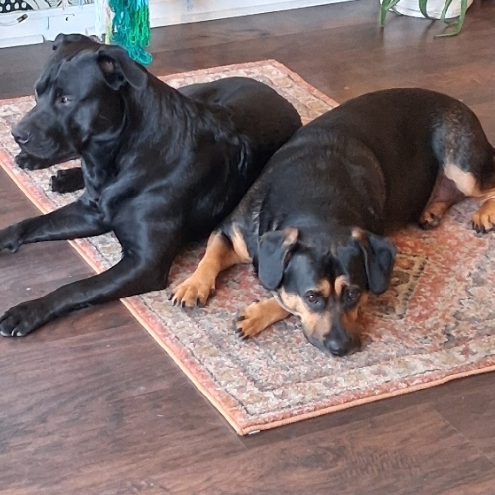 Chill With The Dogs 🐾❤️✌🏻 at Luminary Salon in Thunderbolt, GA