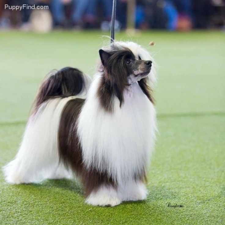 Hairy Hairless Chinese Cres-Haircut