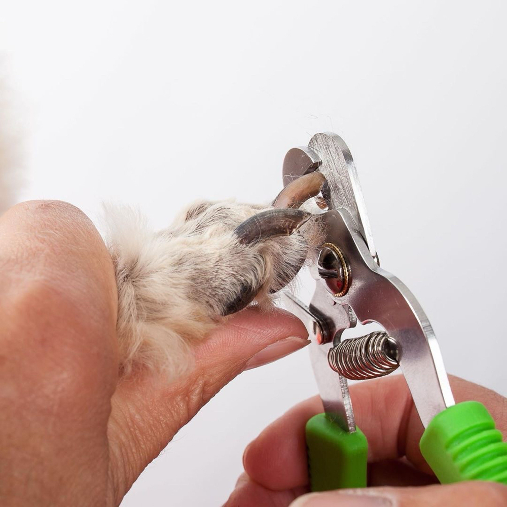 Pet Nail Trim at Crespo Pet-Care in Rochester, NY