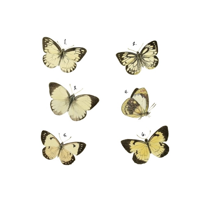 Color Repeatable Butterflies