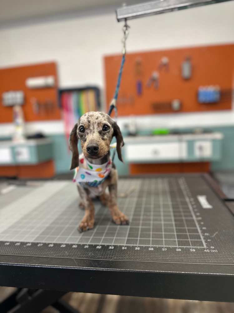 Small Dog Bath and Brush