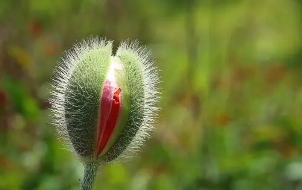 Brazilian (Vulva)