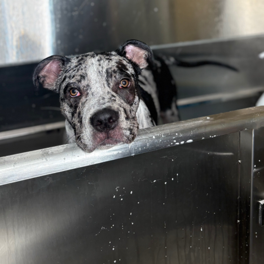 Bath & Blowout M 41-50lb at The Shiny Puppy LLC in Royse City, TX