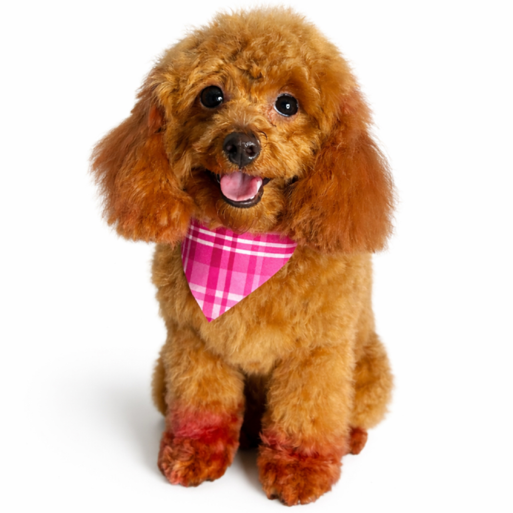 Full Groom at 5 Star Pawz Llc in cartersville, GA