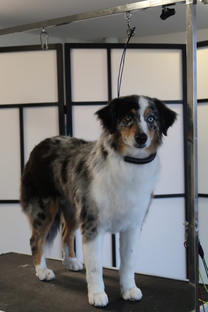 Full Groom Large Dog at Blu Paws Grooming in Northglenn, CO