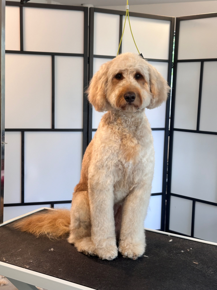 Full Groom Large Dog