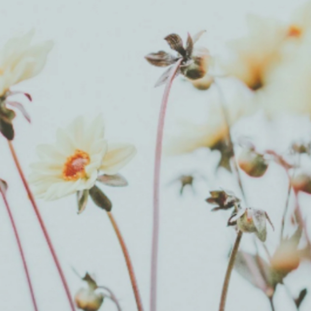 All Clipper at Oxford&Mane in Oxford, NC