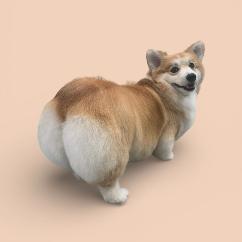 20-29lbs Haircuts- Full Service at The Pet BOOtique in Carrollton, TX